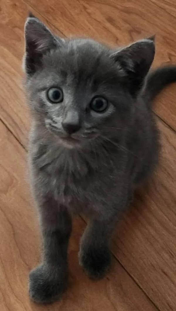 A baby small-sized male Domestic Short Hair cat named Pippin for adoption in Millersville, MD