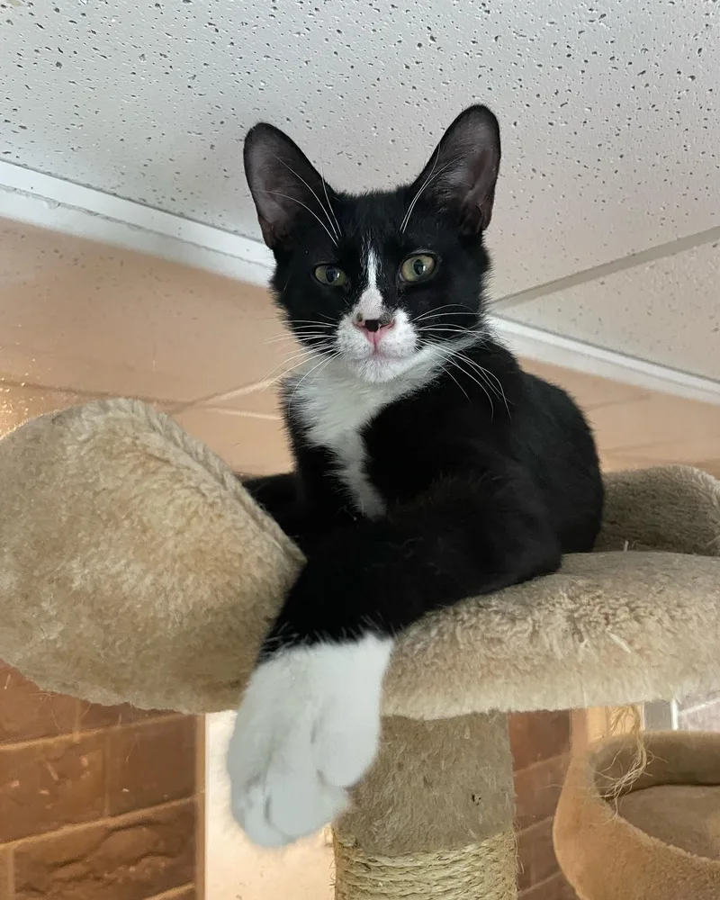 A young medium-sized male Black & White / Tuxedo Tuxedo cat named Leo for adoption in Hawthorne, NJ