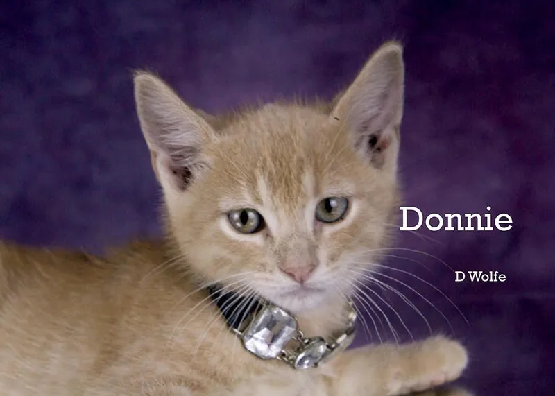A baby medium-sized male Buff / Tan / Fawn Domestic Short Hair cat named Donny for adoption in York, NE