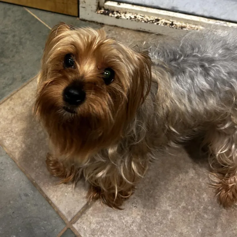 An adult small-sized female Yellow / Tan / Blond / Fawn Mixed Breed dog named Angie for adoption in Chattanooga, TN