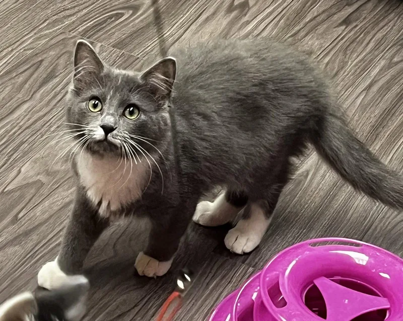 A baby medium-sized female Gray & White Domestic Medium Hair cat named Inky and Binky for adoption in Shawnee, KS