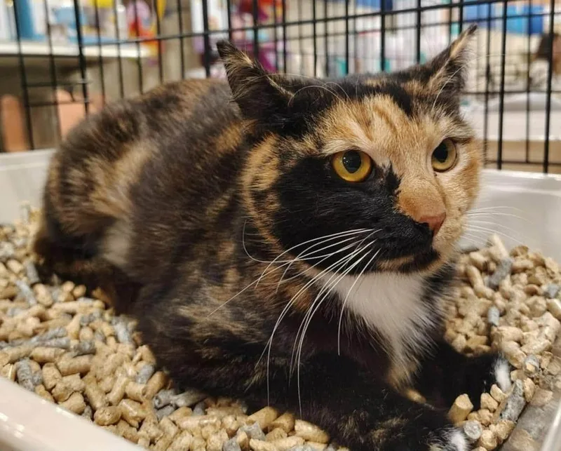 A young medium-sized female Domestic Short Hair cat named Alicia for adoption in Deltona, FL