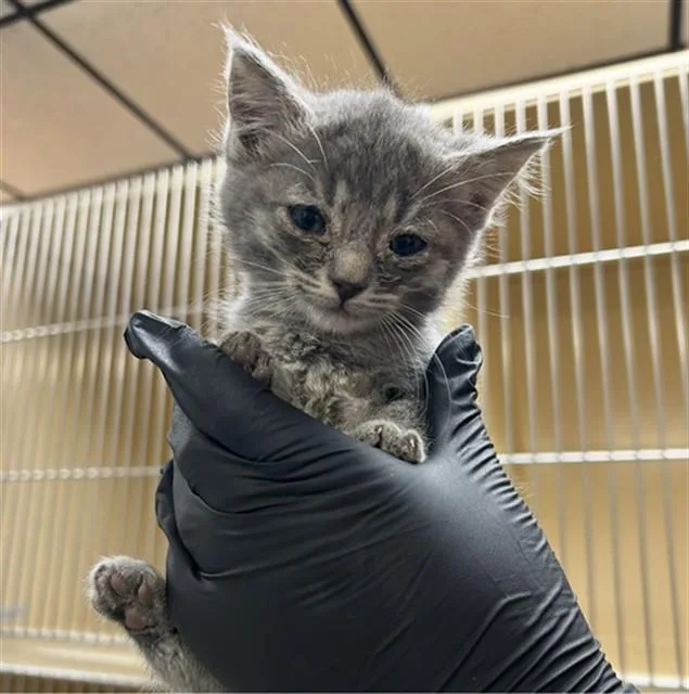 A baby small-sized female Domestic Short Hair cat named Ash for adoption in Lincolnton, NC