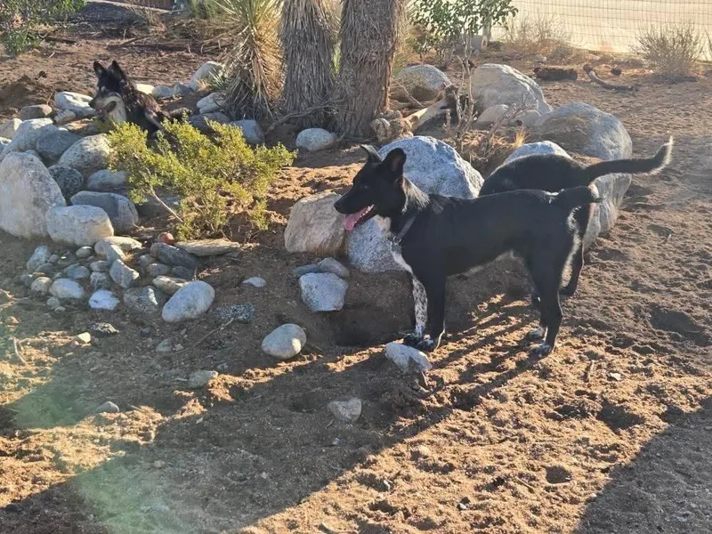 Checkers thumbnail 2