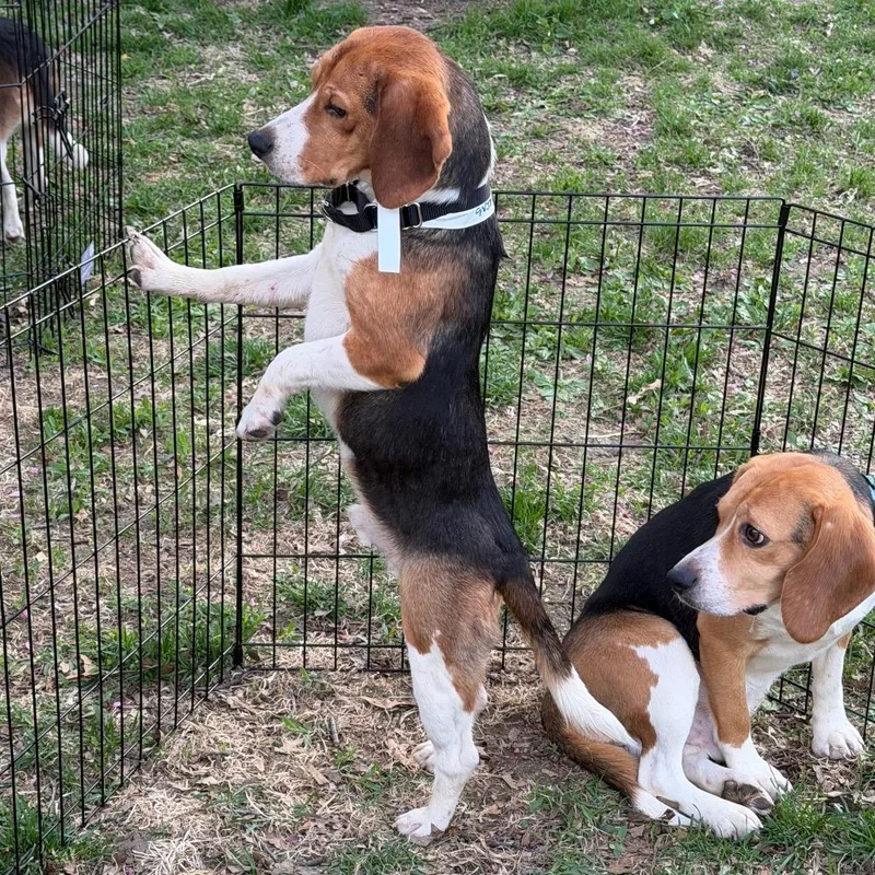 A young small-sized male Black Beagle dog named Phoenix for adoption in Rochester, MN