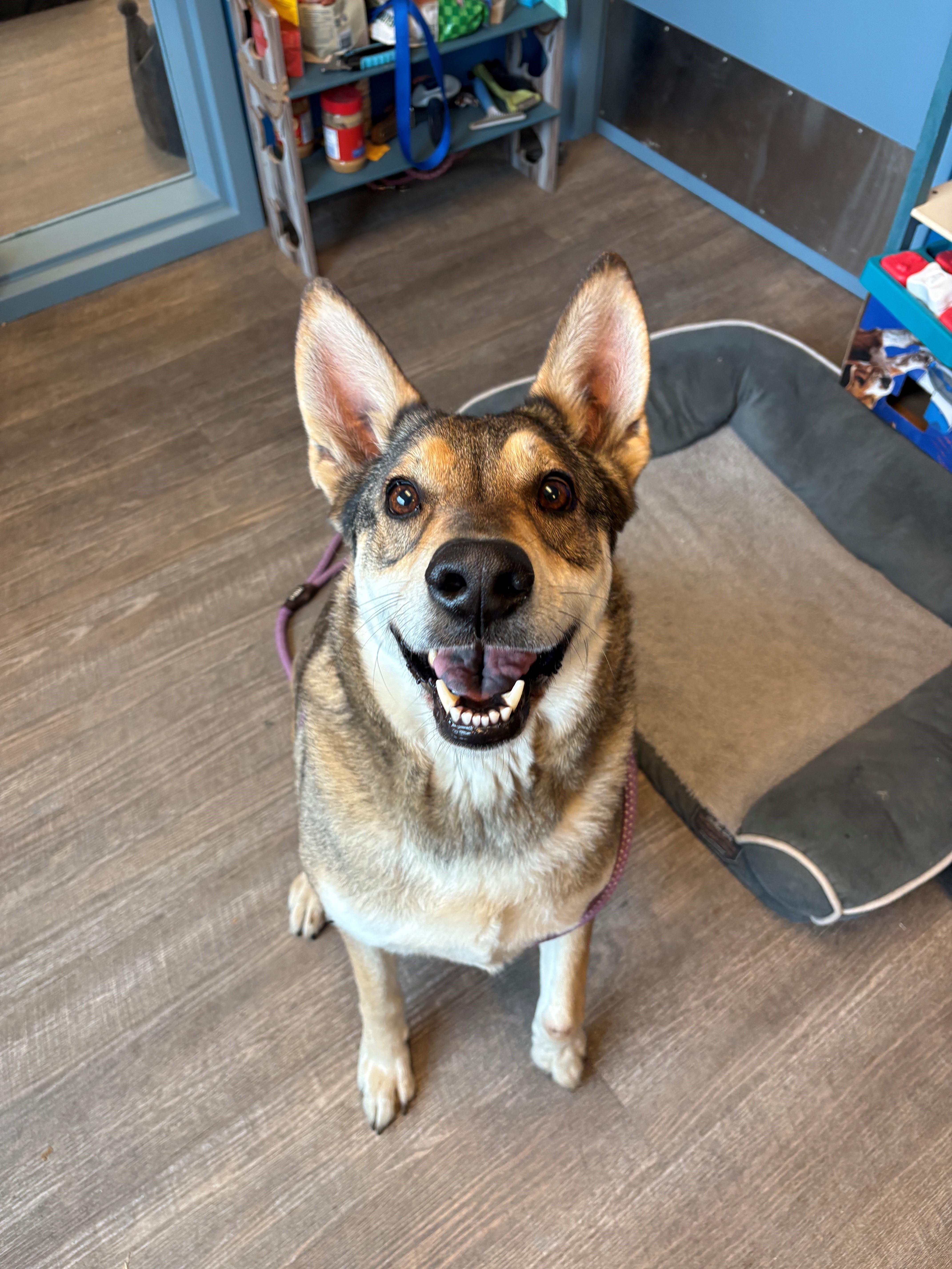 An adult large-sized male German Shepherd Dog dog named "duke" for adoption in Leavenworth, KS