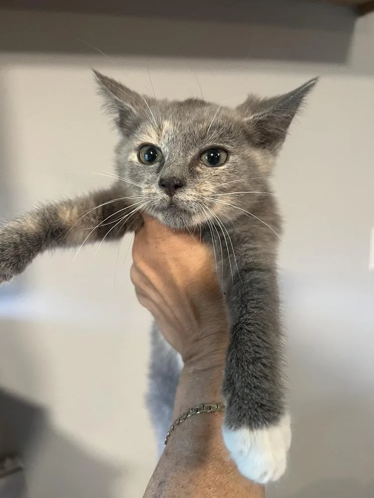 A baby small-sized female Domestic Short Hair cat named Chick A Boom for adoption in Wilmington, NC