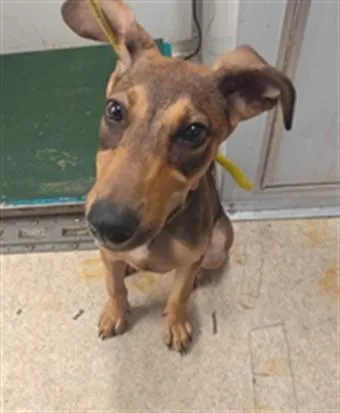 A baby small-sized female Doberman Pinscher dog named Paige for adoption in Baldwin Park, CA