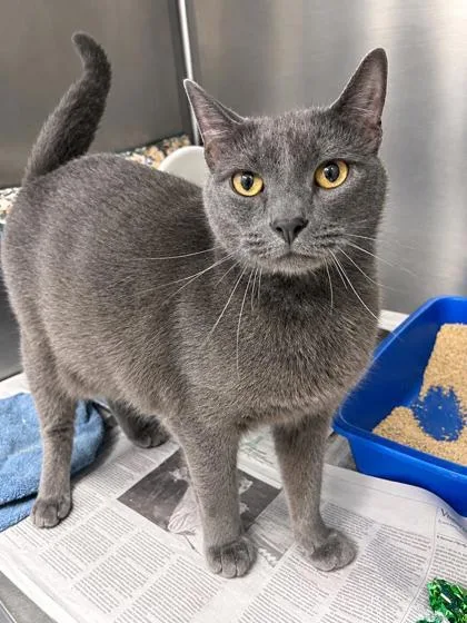A senior medium-sized male Domestic Short Hair cat named Smokey for adoption in Daytona Beach, FL