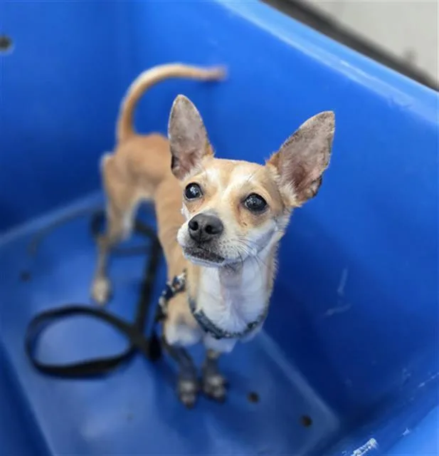 A young medium-sized male Mixed Breed dog named Thibbideaux for adoption in Dallas, TX
