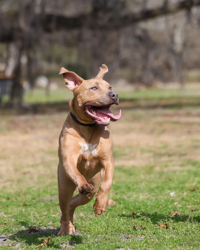 Citizen Kane thumbnail 3