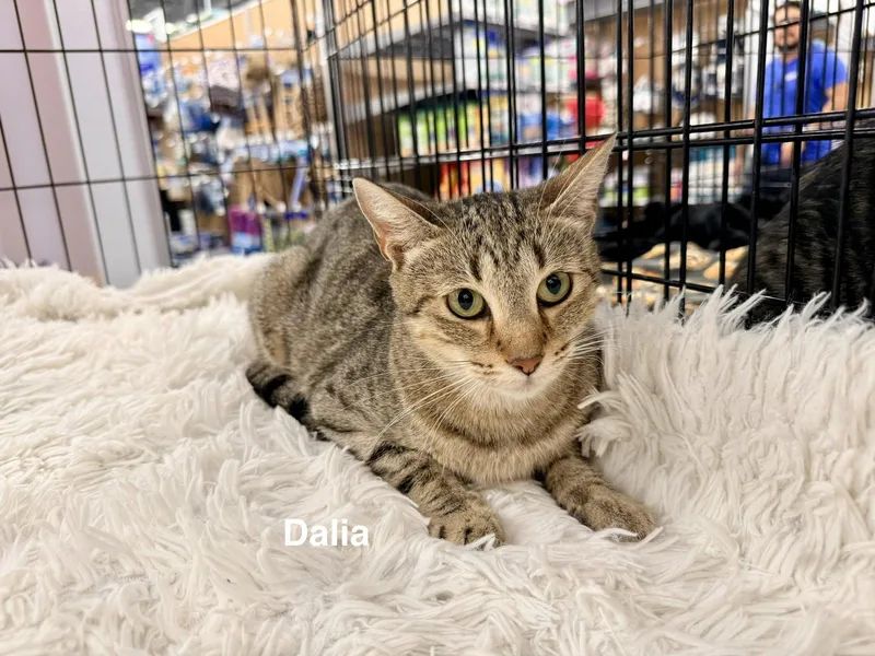 An adult medium-sized female Tabby (Brown / Chocolate) Tabby cat named Dalia for adoption in Saint Cloud, FL