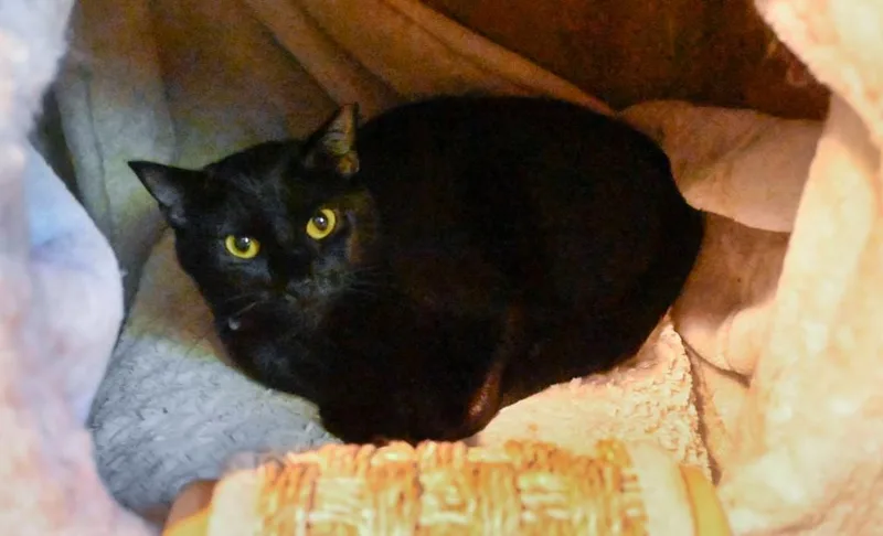 Rockyand Cocoa thumbnail 5