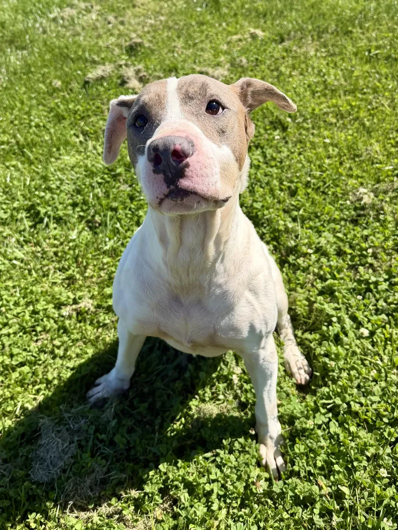 An adult large-sized male White / Cream Pit Bull Terrier dog named Bruno for adoption in Wooster, OH