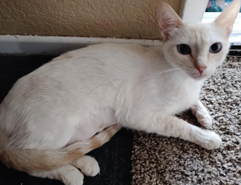A baby medium-sized female Siamese cat named Daenarys for adoption in San Jacinto, CA