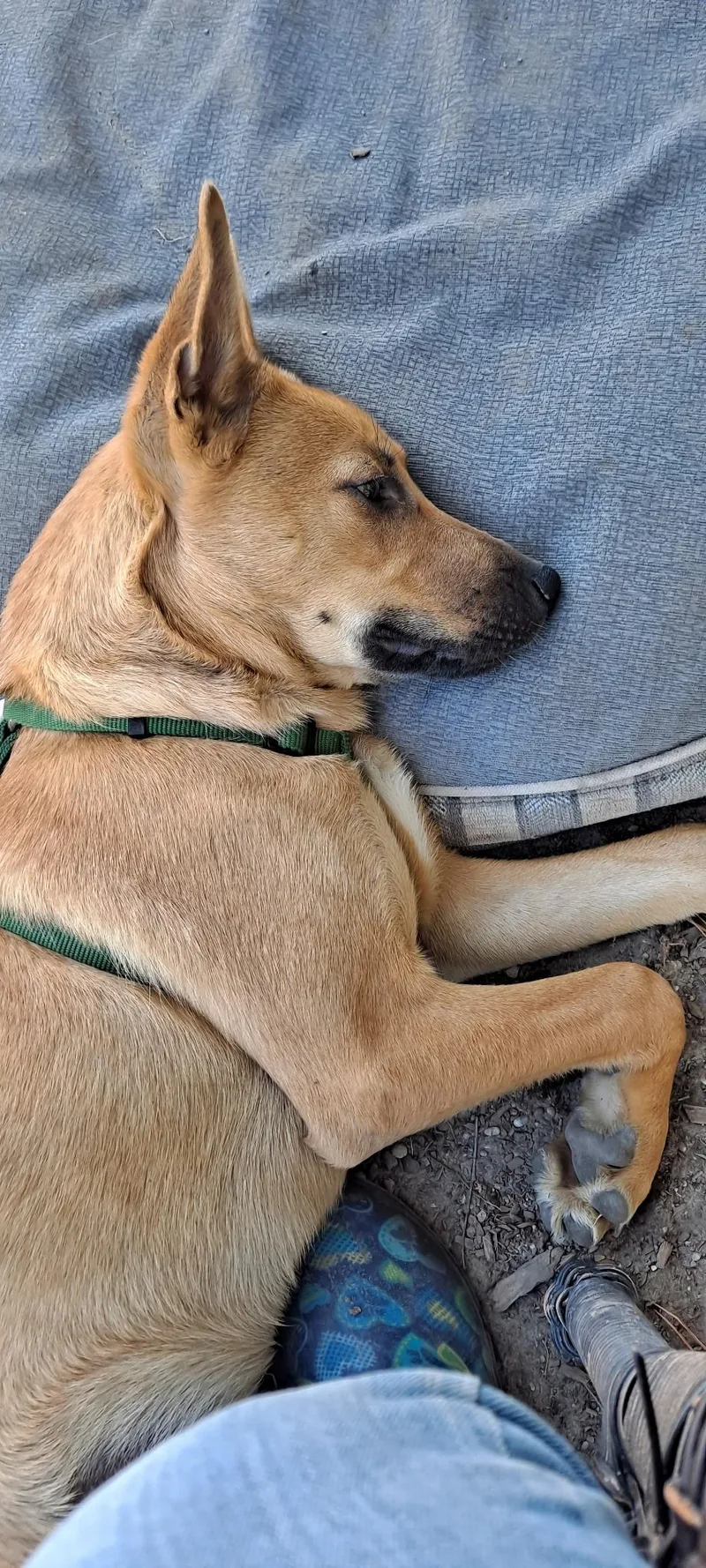 A baby medium-sized female German Shepherd Dog dog named Gianna for adoption in Petaluma, CA