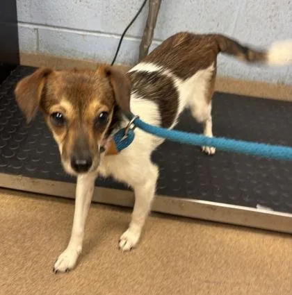 A young small-sized female Mixed Breed dog named Delphine for adoption in Chamblee, GA