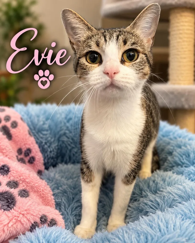 An adult medium-sized female Tabby (Gray / Blue / Silver) Domestic Short Hair cat named Evie for adoption in Fort Worth, TX