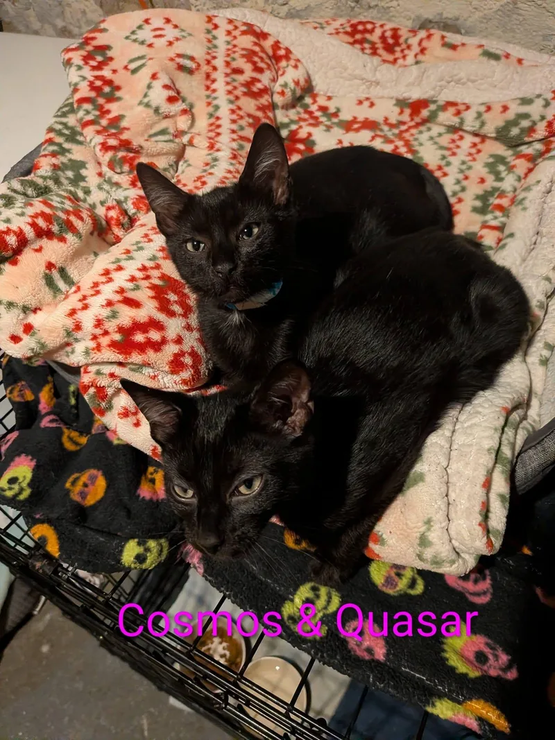 Cosmos