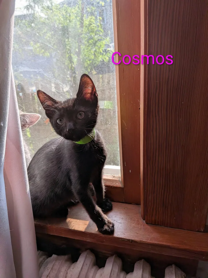 Cosmos thumbnail 4