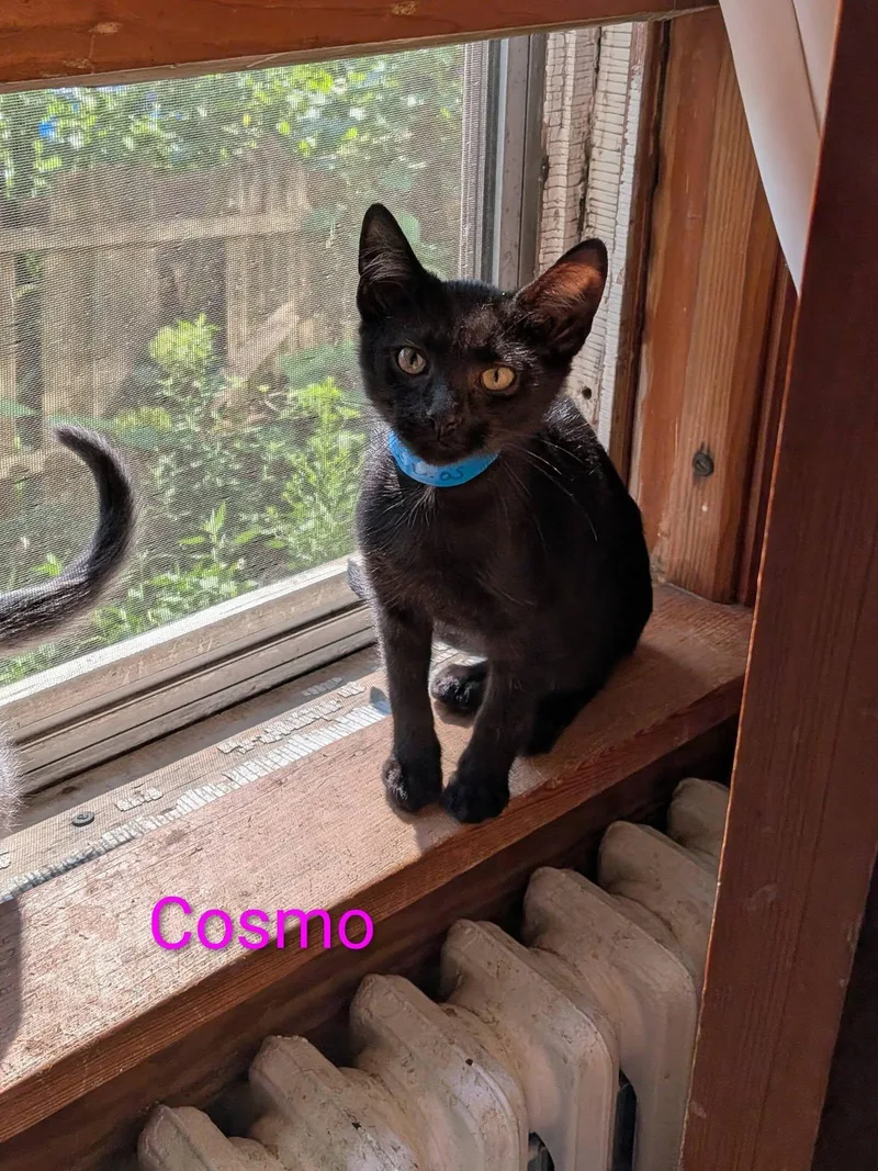Cosmos thumbnail 5