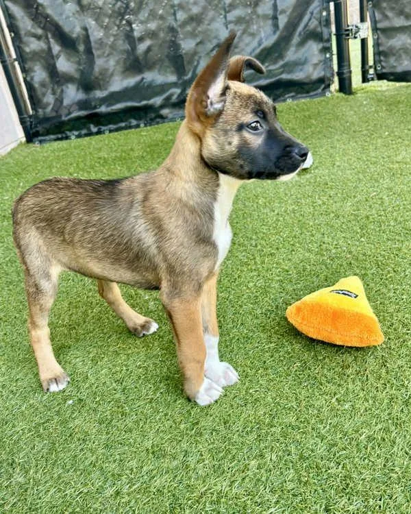 A baby small-sized female Belgian Shepherd / Malinois dog named Chia for adoption in Novato, CA