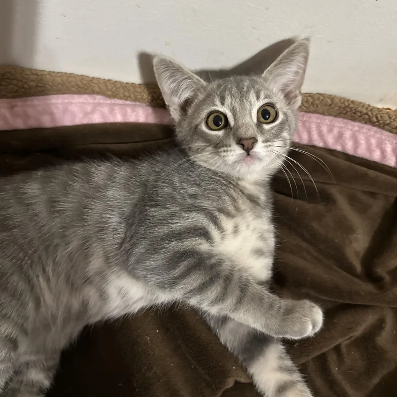 A baby small-sized male Domestic Short Hair cat named Bullseye for adoption in queen creek, AZ