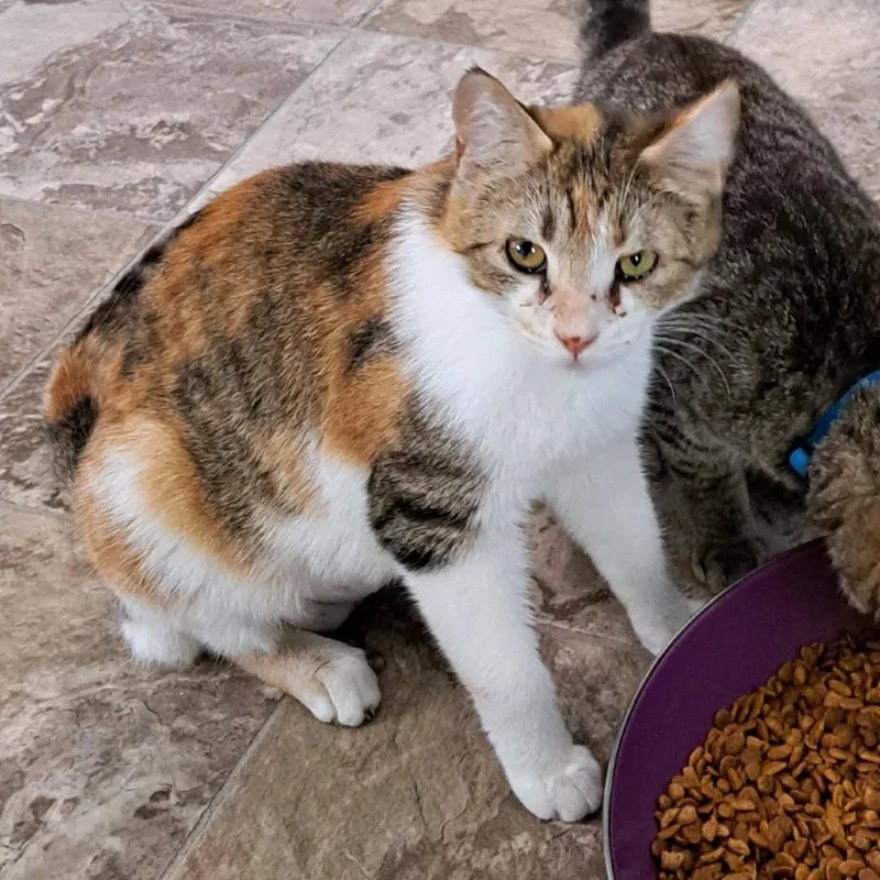 Honey Bell thumbnail 2