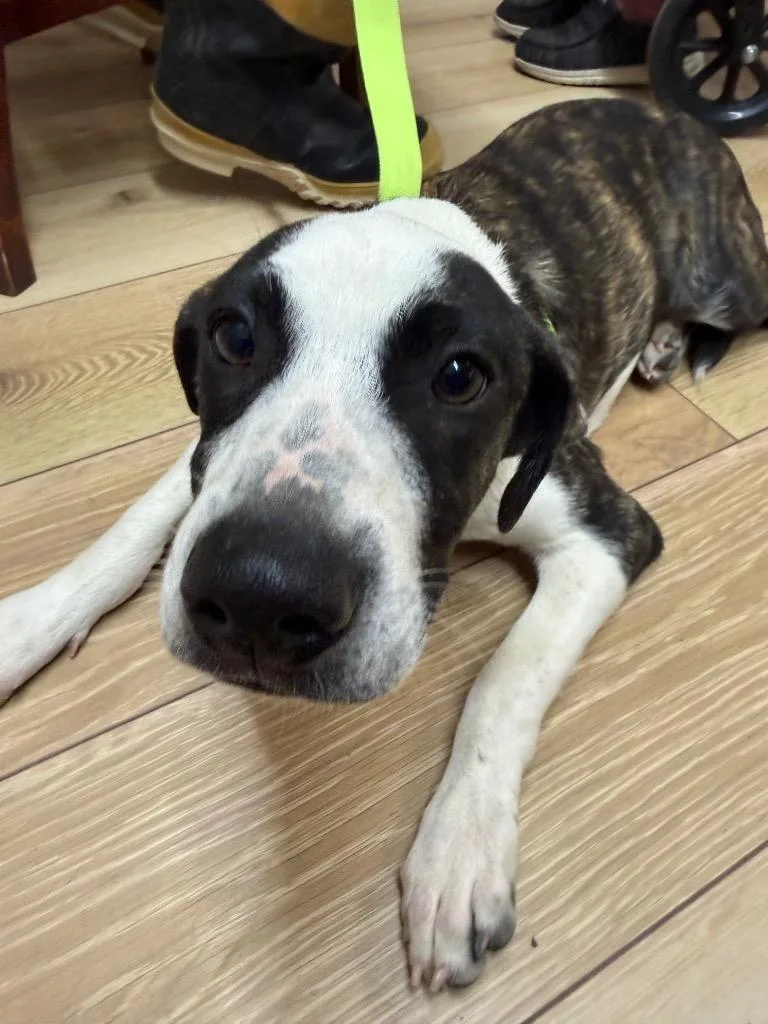 A baby small-sized male Pointer dog named Popcorn for adoption in Fayetteville, TN