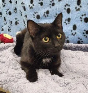 An adult medium-sized female Domestic Short Hair cat named Micki for adoption in Bucyrus, OH