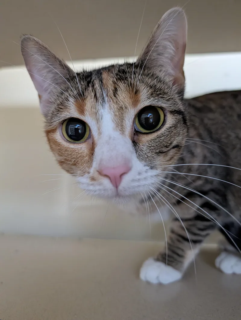 An adult medium-sized female Calico Domestic Short Hair cat named Ally for adoption in Decatur, IL
