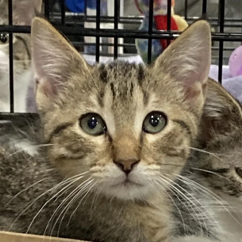 A baby small-sized male Brown / Chocolate Domestic Short Hair cat named Brownie for adoption in Springfield, IL