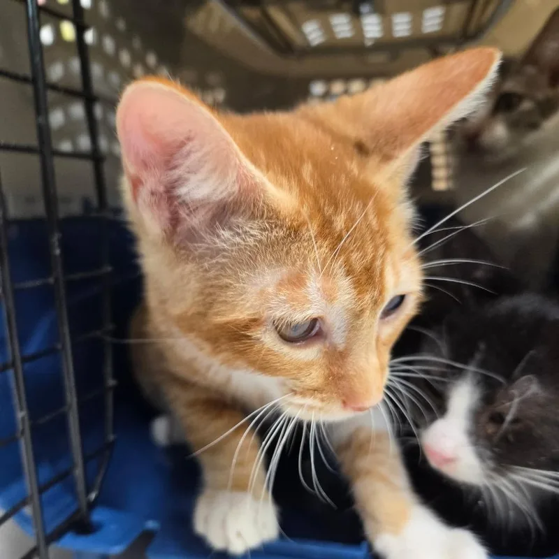 A baby small-sized male Orange / Red Domestic Short Hair cat named Nick Carraway for adoption in Leander, TX