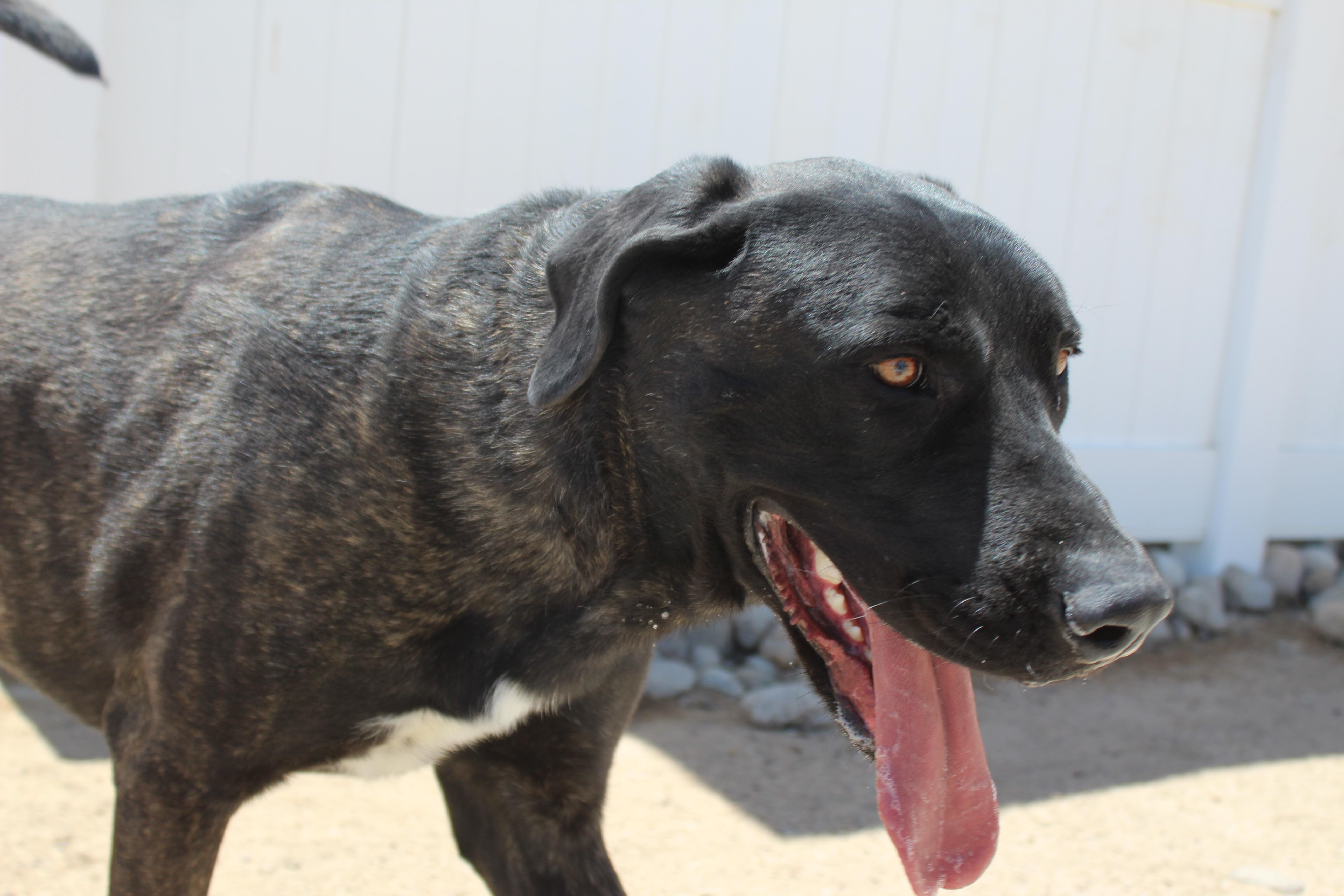 An adult large-sized male Brindle Mastiff dog named Ralphy for adoption in Yucca Valley, CA