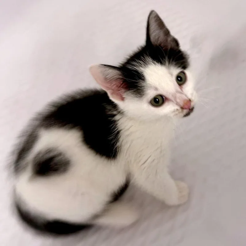 A baby small-sized female White Domestic Medium Hair cat named Cookie Crumbl C for adoption in Princeton, MN
