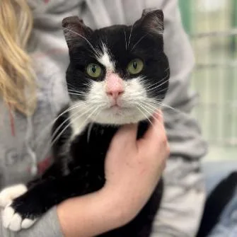 A senior medium-sized female Black Domestic Short Hair cat named Tippy for adoption in Calverton, NY