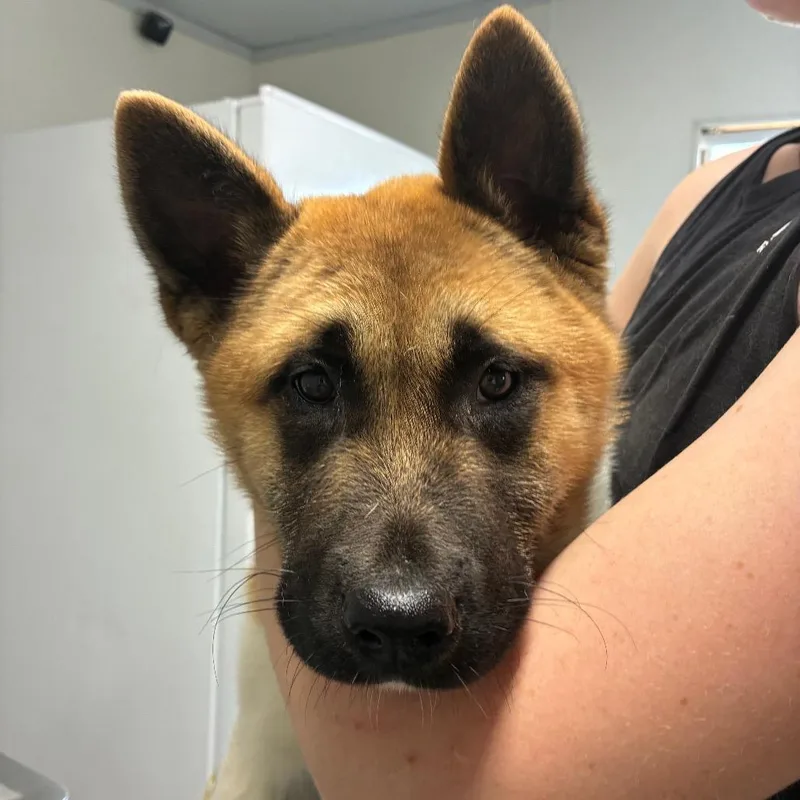 A baby large-sized female Red / Chestnut / Orange Akita dog named Sheila for adoption in Hattiesburg, MS