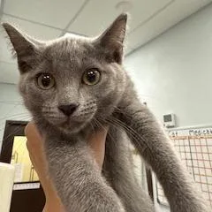 A baby small-sized female Gray / Blue / Silver Domestic Short Hair cat named Pippy for adoption in Durango, CO
