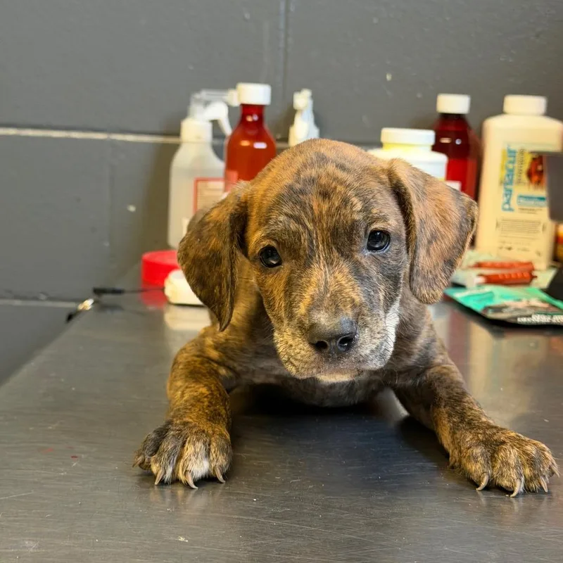 A baby medium-sized male Brindle Pit Bull Terrier dog named Target for adoption in Tuscaloosa, AL