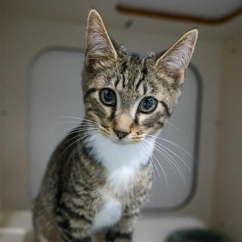 A baby small-sized male Brown / Chocolate Domestic Short Hair cat named Mr Meowy for adoption in Bradenton, FL