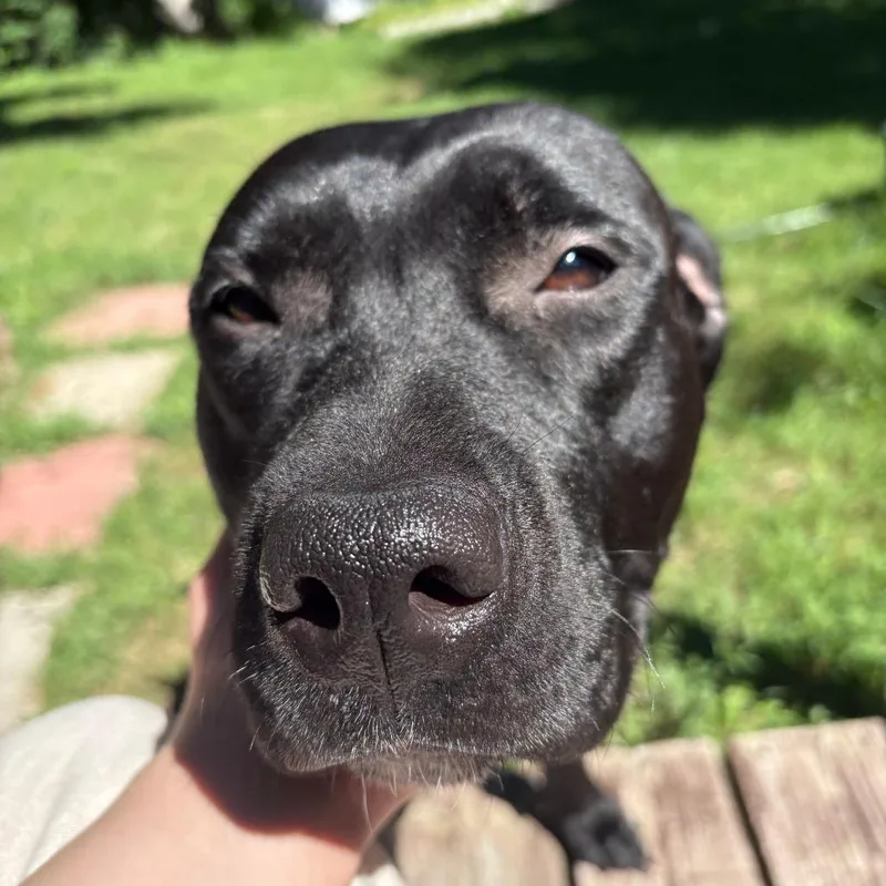 Bonnie
