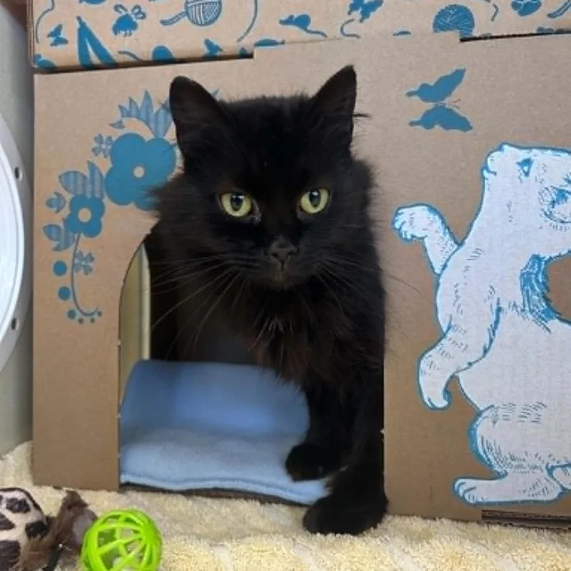 An adult medium-sized female Black Domestic Short Hair cat named Mia for adoption in West Olive, MI