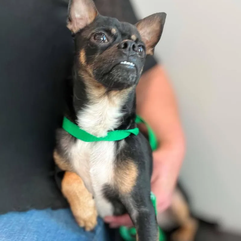 A young small-sized male Black Chihuahua dog named Folsom for adoption in Austin, TX