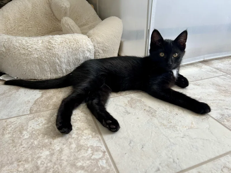A baby medium-sized male Domestic Short Hair cat named Spade for adoption in Karns City, PA