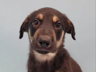 Merlin