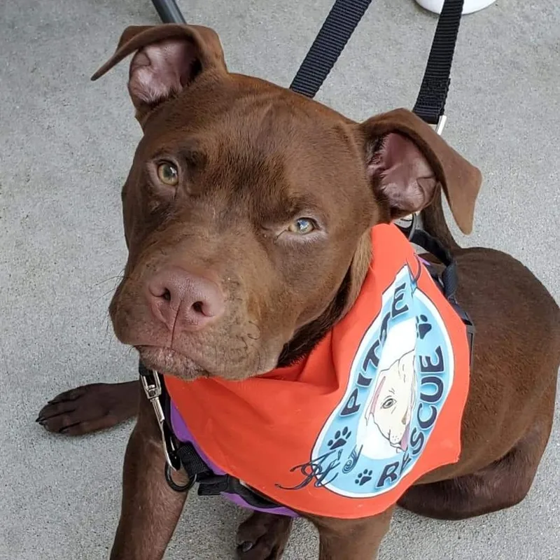 Tater Tot thumbnail 3