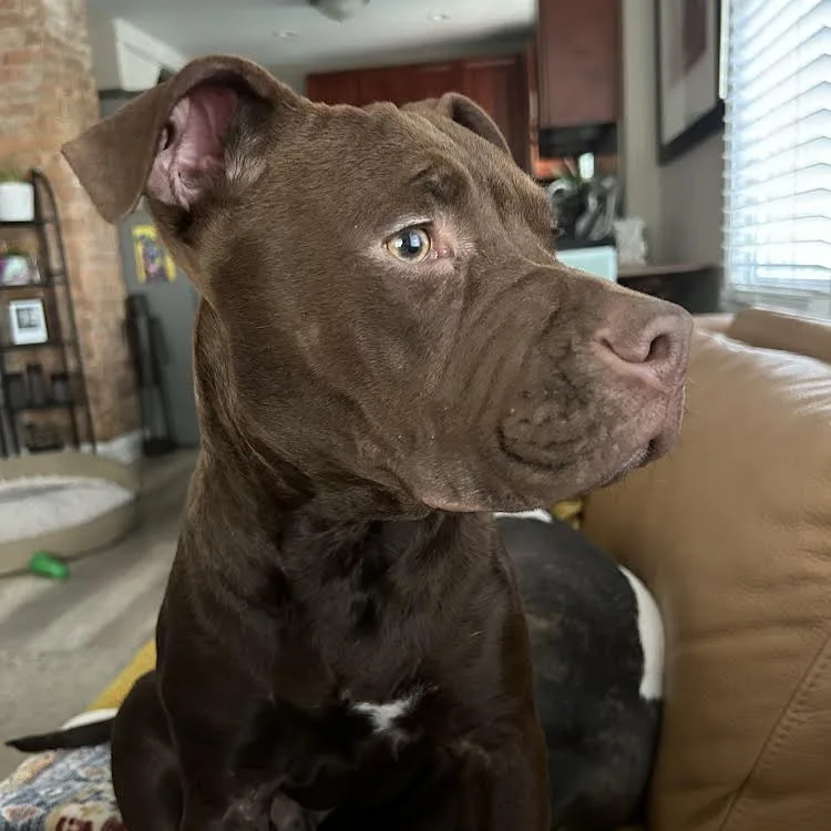 Tater Tot thumbnail 4