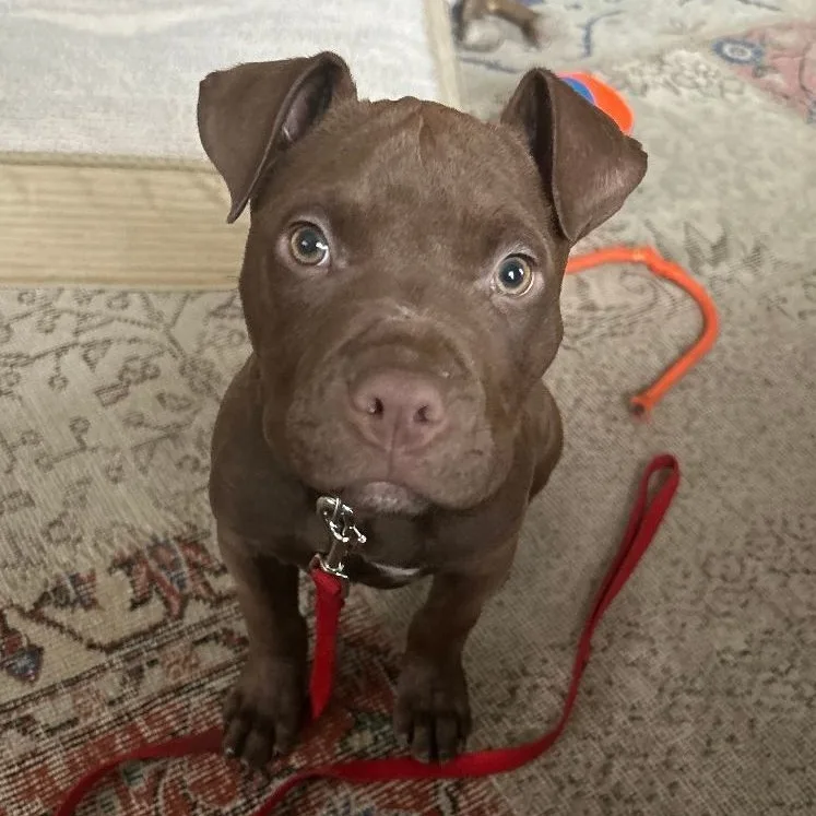 Tater Tot thumbnail 6