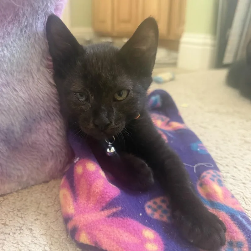 A baby small-sized male Black Domestic Medium Hair cat named Salem for adoption in Pleasanton, CA