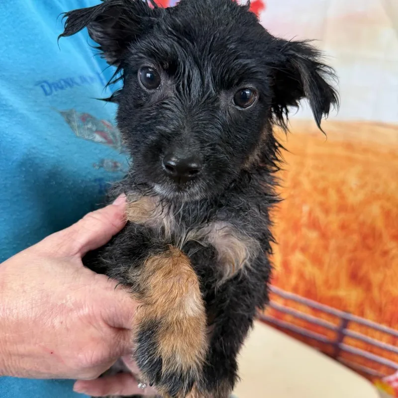 A baby small-sized male Gray / Blue / Silver Border Collie dog named Jarrah for adoption in Normal, IL